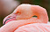 Третий розовый фламинго приземлился в Удмуртии