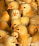 На Воткинской птицефабрике от недостатка кислорода погибло около 3 тысяч цыплят