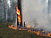 62 лесных пожаров произошло в Удмуртии 