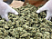 Полтора килограмма марихуаны нашли у жителя Сарапула