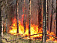 Учения по тушению лесного пожара пройдут в  Ижевске