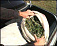 Более 1 килограмма марихуаны изготовил житель Удмуртии, собирая коноплю в пригороде Воткинска