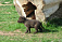 Ветеринары удмуртского зоопарка приручили двухмесячного волчонка