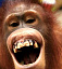 Британские ученые до смеха защекотали обезьян