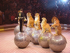 Мстислав Запашный и его тигры на диско-шарах