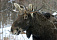 В Удмуртии браконьеры втиснули лося в легковушку