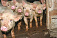 Свиноводческим фермам Удмуртии угрожает африканская чума