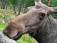 Жители Якшур-Бодьинского района обнаружили в поле бешеного лося