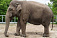 Слоновий навоз предлагают купить жителям Харькова