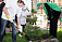 В Ижевске посадят 500 новых деревьев