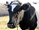 Двух коров украли с фермы в Малопургинском районе