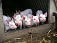 Домашним свиньям в Удмуртии грозит африканская чума