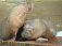 Свадьба моржей состоится в зоопарке Удмуртии