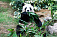  Панда из китайского зоопарка имитировала беременность ради усиленного питания