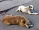 Гастарбайтеры в Кемерово съели несколько десятков собак