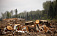 Житель Вавожского района занимался незаконной вырубкой деревьев