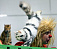 В ижевский цирк привезут более сотни кошек со всей России