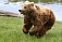 Медведь вызвал переполох в деревне Дебесского района