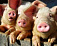  Свинину из Тульской области запретили завозить в Удмуртию