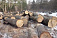 Браконьер из Кировской области вырубил  удмуртский лес на 100 тысяч рублей