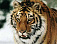 Уссурийский тигр станет символом «Справедливой России»