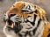 Тигрице из зоопарка Удмуртии нашли жениха в Англии