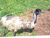 9 страусов незаконно завезли в Удмуртию 
