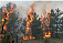 Площадь лесных пожаров в России увеличилась на 20 %