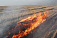 Число лесных пожаров в Удмуртии уменьшилось почти в 8 раз