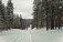 В Козьем парке Ижевска этой зимой появится лыжная трасса  