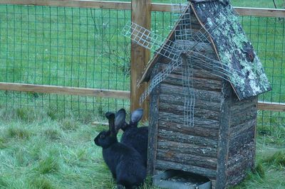 В честь трехлетия в ижевском зоопарке открылся вольер с кроликами