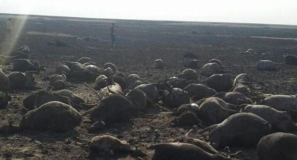 Пастух и полторы тысячи овец погибли в Казахстане от удара молнии