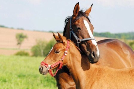 Безработный балезинец украл лошадей для перепродажи в Кировской области