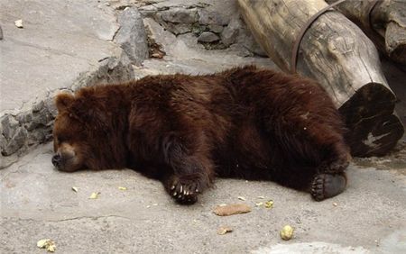 Медведи в Удмуртии залегли в спячку
