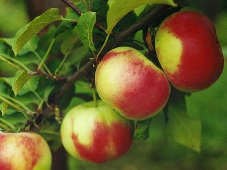Глазовчане высадят яблоневую аллею в День города
