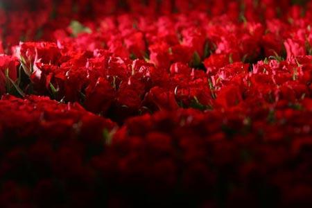 Муж заказал для жены миллион алых роз на 8 Марта