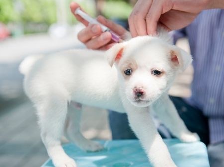 Бесплатную вакцинацию домашних кошек и собак от бешенства начали в Ижевске