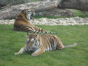 У амурских тигров в ижевском зоопарке появились первые опекуны
