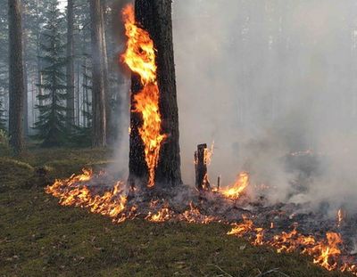 Более 30 лесных пожаров зарегистрировано в Удмуртии