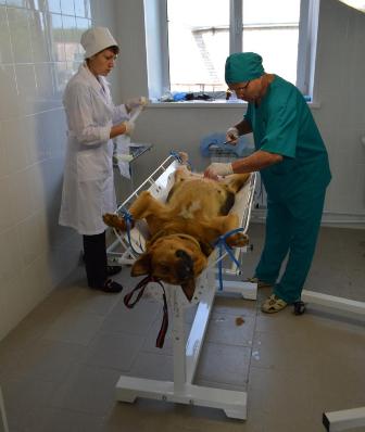 Хирургический кабинет для животных появился в Завьяловском районе