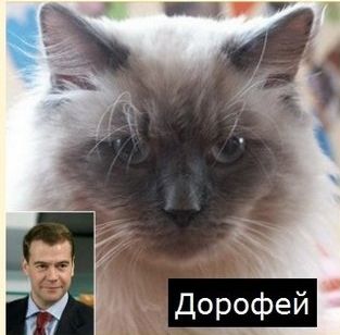От президента России Дмитрия Медведева сбежал любимый кот 