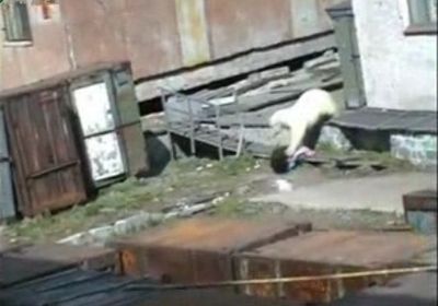 Видео: белый медведь напал на писающую девушку на Чукотке