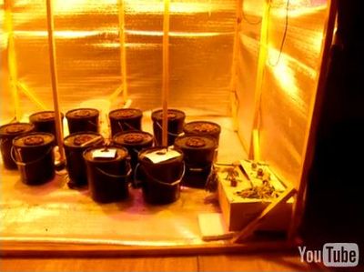 Съемки МВД: подпольная лаборатория по производству марихуаны ликвидирована в Ижевске