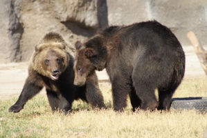 Три осиротевших медвежонка поселились в ижевском зоопарке
