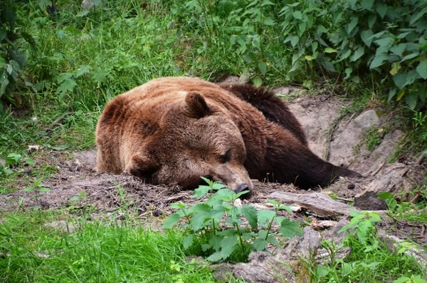 Напавшего на охотника раненого медведя убили в Глазовском районе