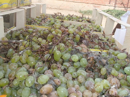 Уничтоженная в Ижевске тонна винограда была ввезена из Турции