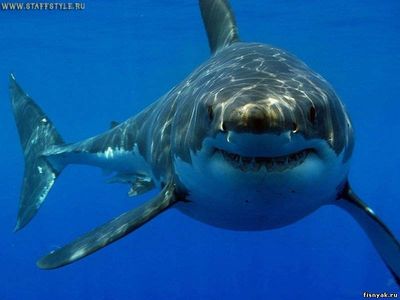 Более трех тысяч акул погибли в сетях мексиканских браконьеров