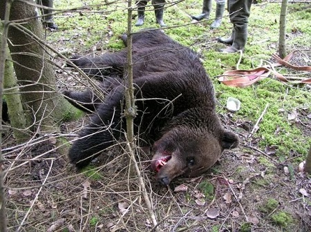 В Удмуртии в теле погибшего в схватке с медведем охотника нашли пулю