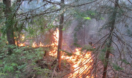 Природный пожар потушили в Шарканском районе