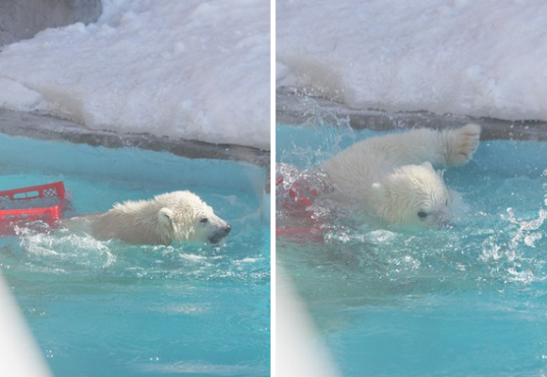 Медвежонок Пурга совершила первый заплыв в зоопарке Удмуртии